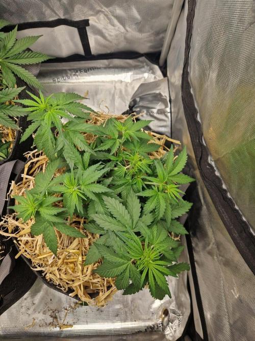 Purple Lemonade Auto by Fast Buds. Week 4 - day 25