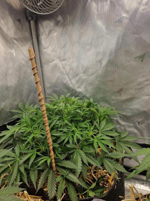 Gelato Auto. Week 5