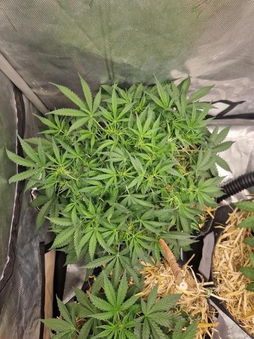 Gelato Auto by FastBuds. Week 5 - day 41