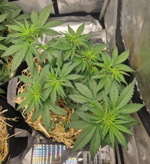 Purple Lemonade Auto by Fast Buds. Week 4 - day 26