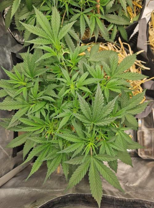 Grapefruit Auto. Week 5