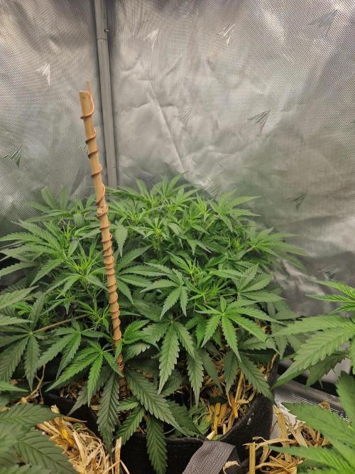 Gelato Auto. Week 5