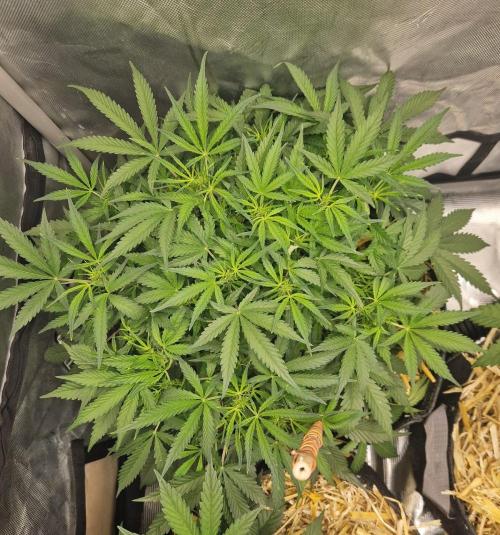 Gelato Auto by FastBuds. Week 5 - day 42