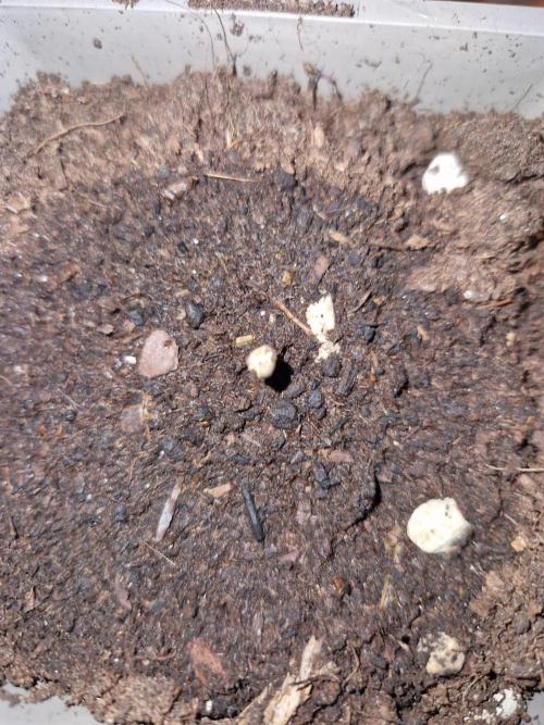 Northern Lights auto Sensi Seeds outdoor. Week 0 - 72 hours planted
