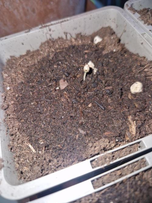 Northern Lights auto Sensi Seeds outdoor. Week 0 - 80 hours planted