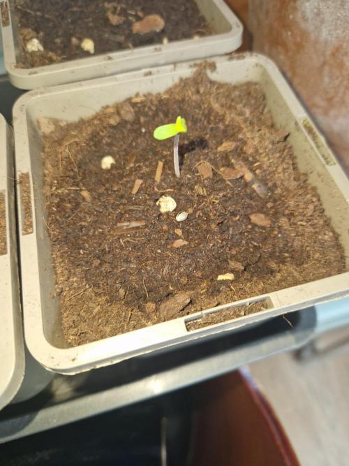 Northern Lights auto Sensi Seeds outdoor. Week 0 - 120 hours planted
