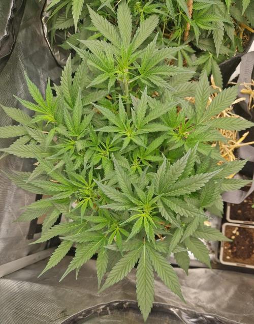 Grapefruit Auto. Week 5