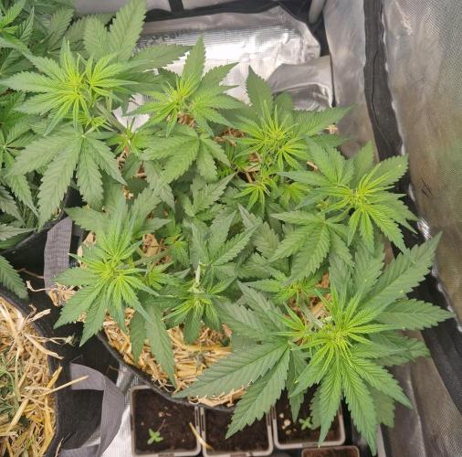 Purple Lemonade Auto by Fast Buds. Week 4 - day 27