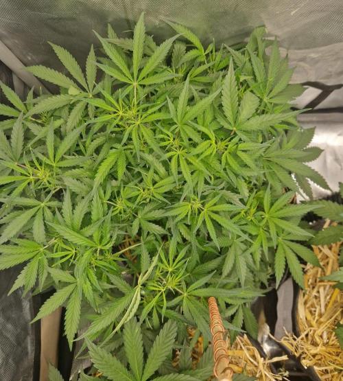Gelato Auto by FastBuds. Week 6 - day 43