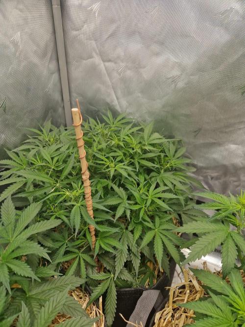 Gelato Auto. Week 6