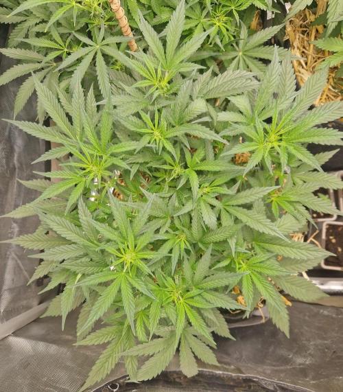 Grapefruit Auto. Week 5