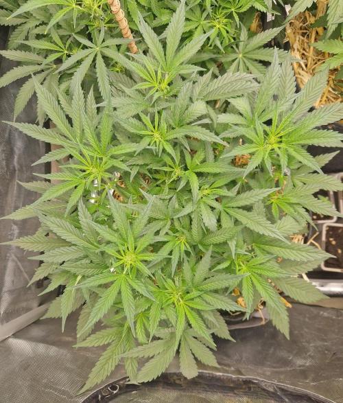 Grapefruit Auto by Fast Buds. Week 5 - day 34