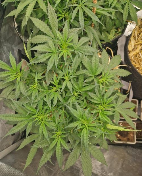 Grapefruit Auto. Week 5