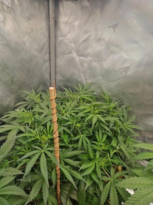 Gelato Auto. Week 6