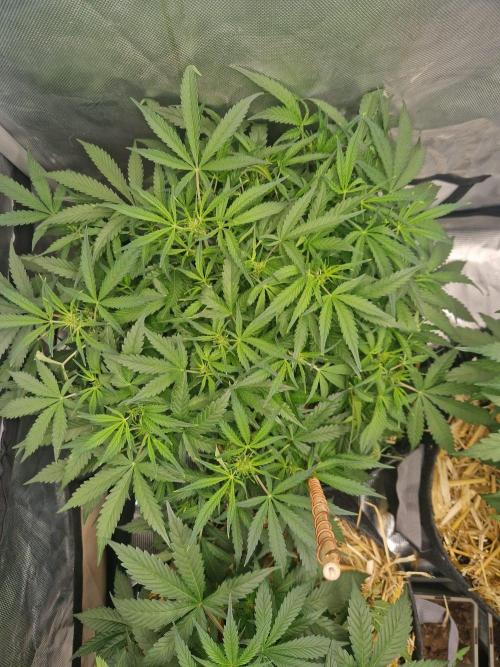 Gelato Auto by FastBuds. Week 6 - day 44