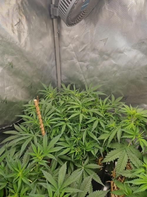 Gelato Auto by FastBuds. Week 6 - day 45 side