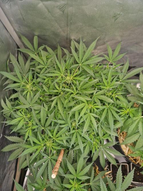 Gelato Auto by FastBuds. Week 6 - day 45