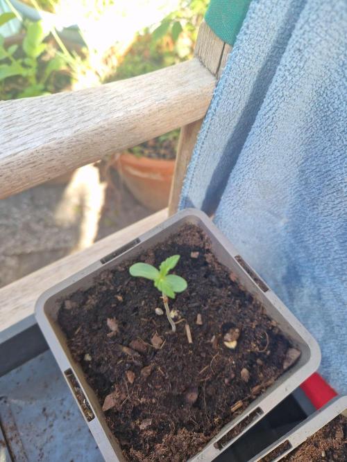 Northern Lights auto Sensi Seeds outdoor. Week 1 - day 3