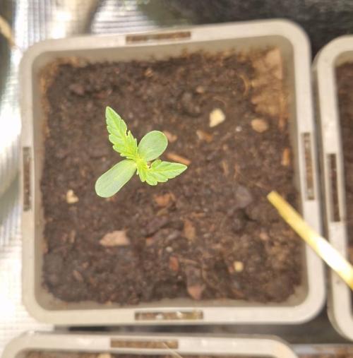 Northern Lights auto Sensi Seeds outdoor. Week 1 - day 4