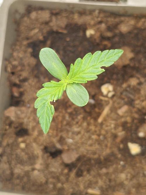 Northern Lights auto Sensi Seeds outdoor. Week 1 - day 5
