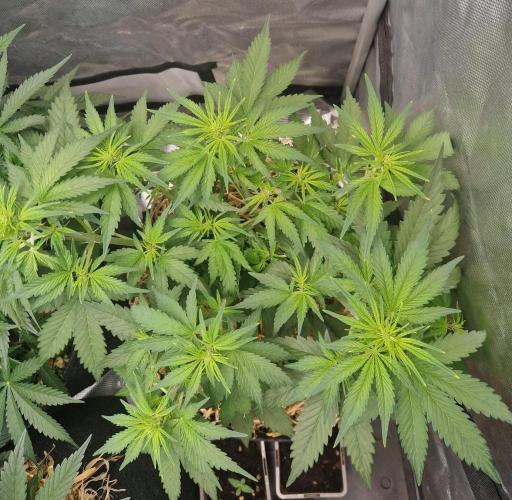 Purple Lemonade Auto. Week 5