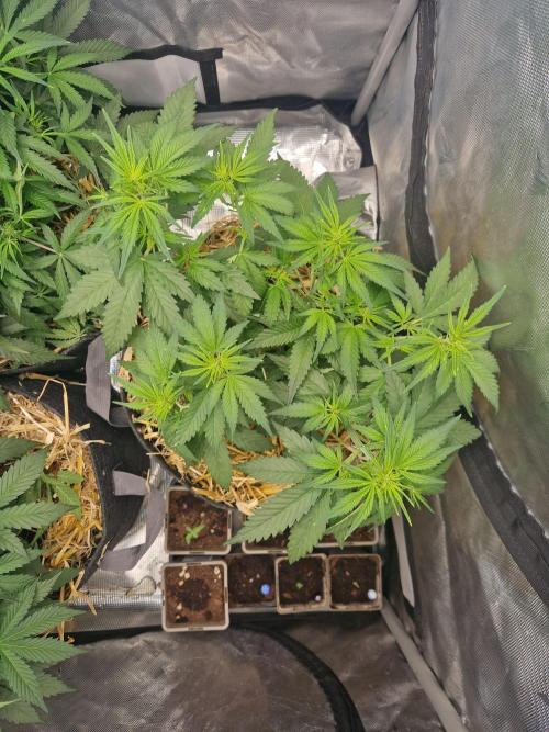 Purple Lemonade Auto by Fast Buds. Week 4 - day 28