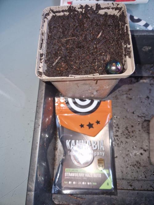 Strawberry Haze auto by Kannabia. Week 0 - planted 0 hours