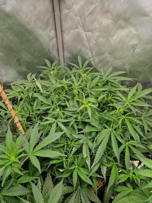 Gelato Auto. Week 6