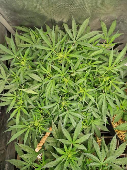 Gelato Auto by FastBuds. Week 6 - day 46