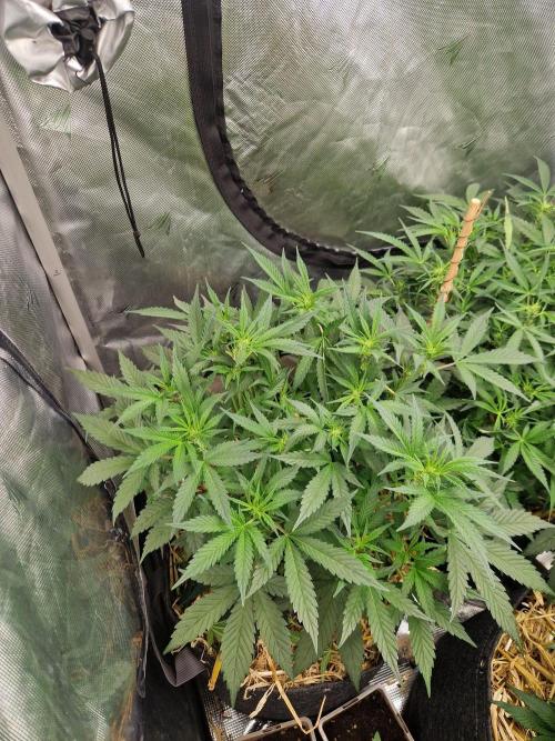 Grapefruit Auto. Week 5