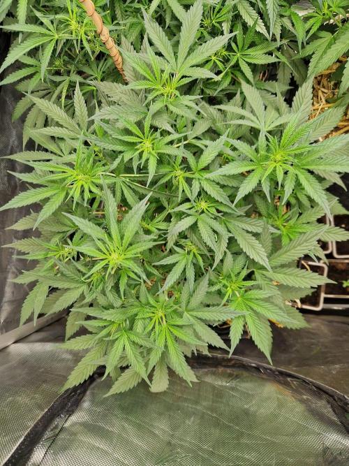 Grapefruit Auto by Fast Buds. Week 5 - day 35