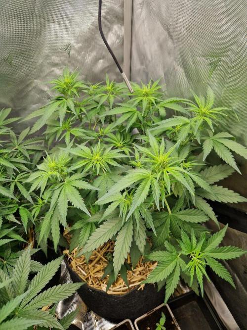 Purple Lemonade Auto. Week 5