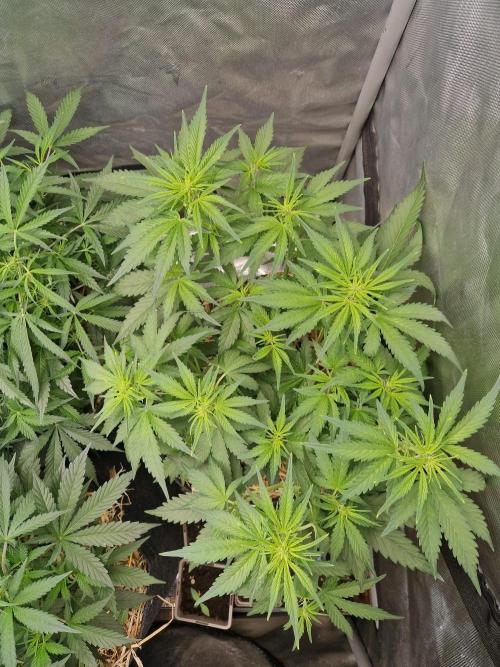 Purple Lemonade Auto by Fast Buds. Week 5 - day 30