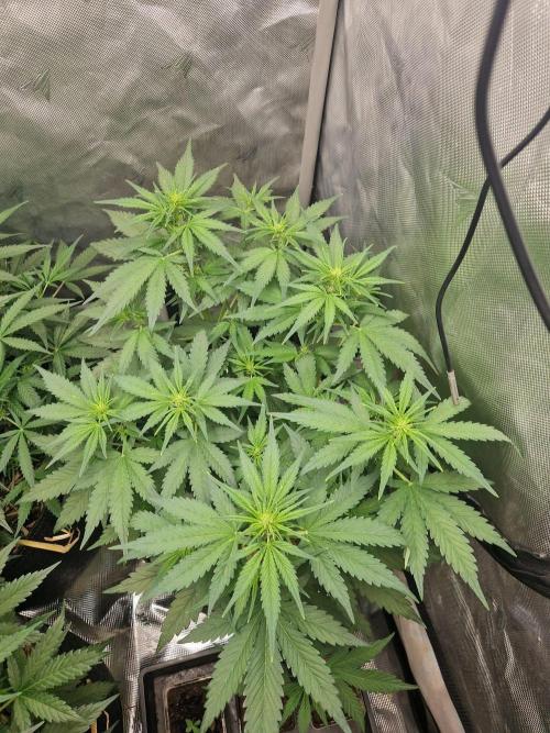 Purple Lemonade Auto by Fast Buds. Week 5