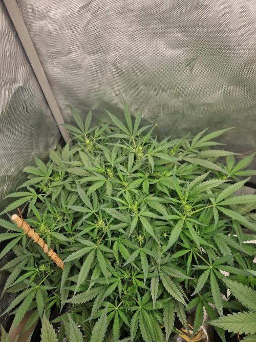 Gelato Auto by FastBuds. Week 6 - day 47