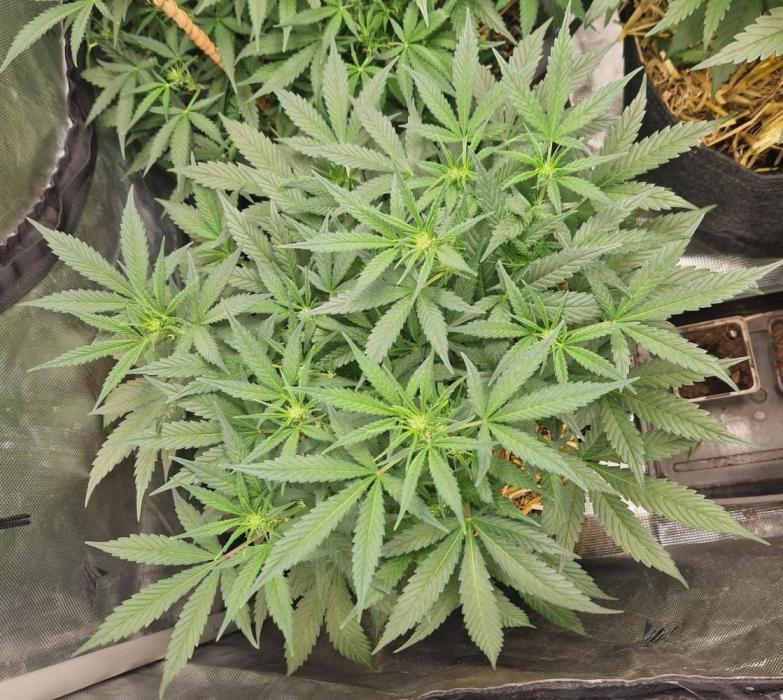 Grapefruit Auto by Fast Buds. Week 6 - day 36