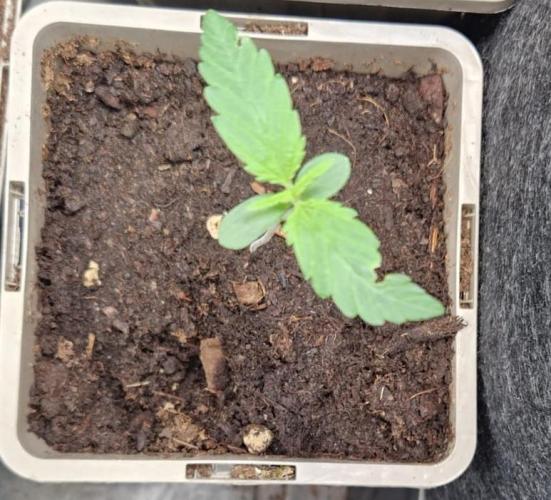 Northern Lights auto Sensi Seeds outdoor. Week 1 - day 6