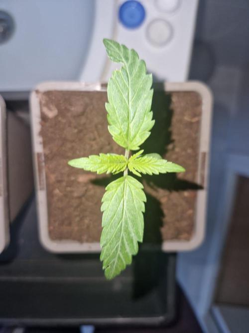 Northern Lights auto Sensi Seeds outdoor. Week 1 - day 7