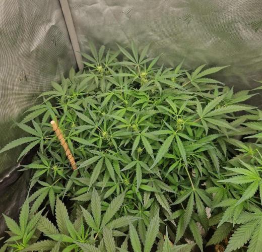 Gelato Auto by FastBuds. Week 7 - day 48