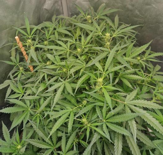 Gelato Auto by FastBuds. Week 7 - day 49