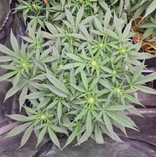 Grapefruit Auto by Fast Buds. Week 6 - day 37