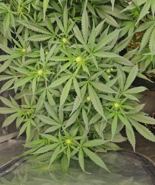 Grapefruit Auto by Fast Buds. Week 6 - day 38