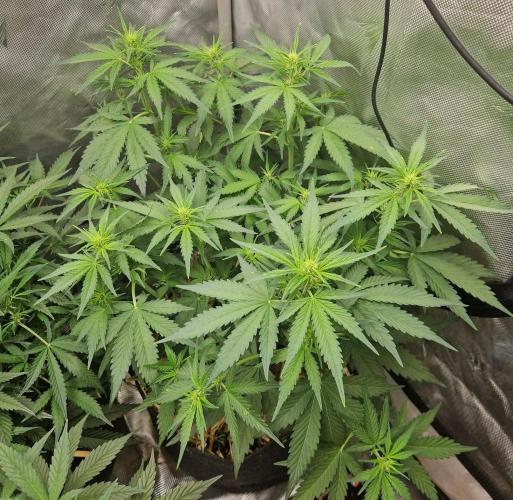 Purple Lemonade Auto by Fast Buds. Week 5 - day 32