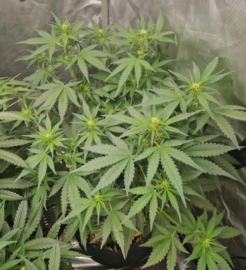 Purple Lemonade Auto by Fast Buds. Week 5 - day 33