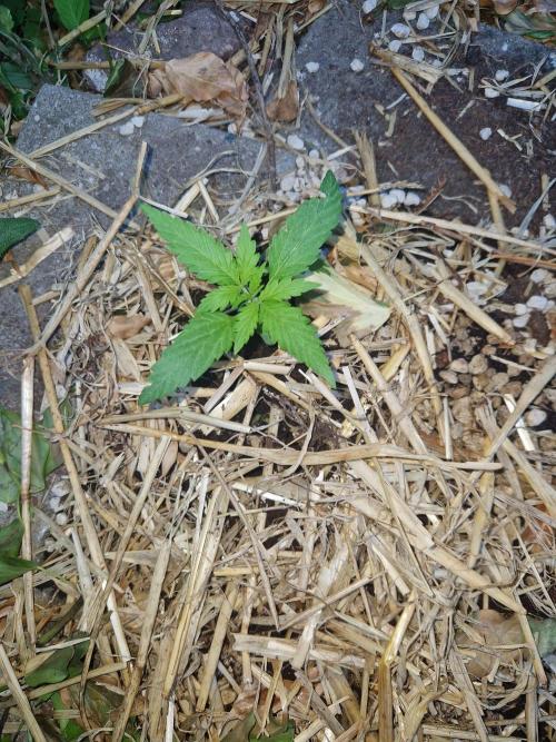 Northern Lights auto Sensi Seeds outdoor. Week 2 - day 12