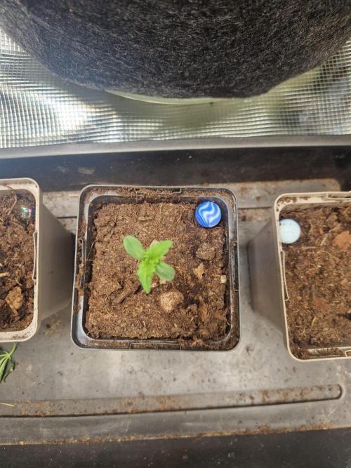 Purple Lemonade Auto RF3 by Fast Buds. Week 1 - day 4