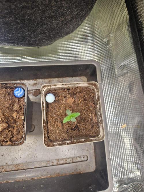 Strawberry Gorilla RF3 Auto by Fast Buds. Week 1 - day 4