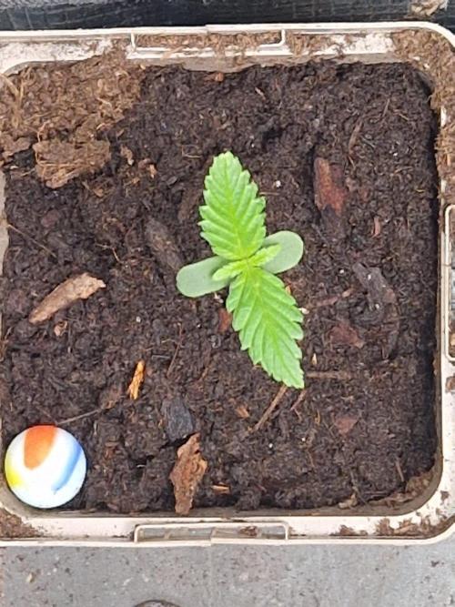 Strawberry Gorilla RF3 Auto by Fast Buds. Week 1 - day 6