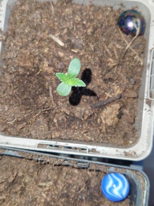 Strawberry Haze Auto. Week 1