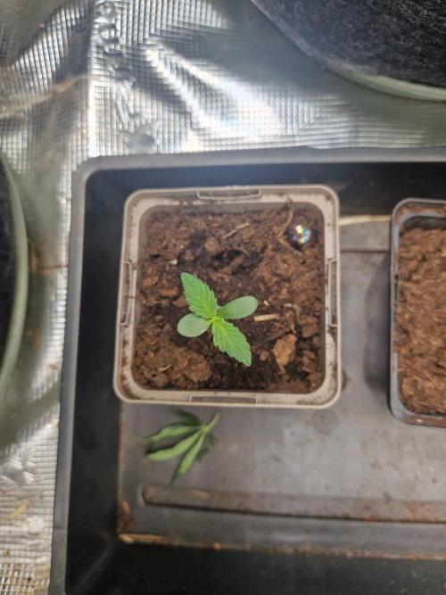 Strawberry Haze auto by Kannabia. Week 1 - day 4